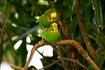 Budgerigar (Melopsittacus undulatus) pair mating on a tree branch, Rainforest Dome, Cairns, Queensland, Australia. (Wild morph). Captive.