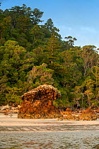 Volcanic rock formations on the beach with Hoop pines (Araucaria cunninghamii) and rainforest, Cape Hillsborough National Park, Queensland, Australia. September
