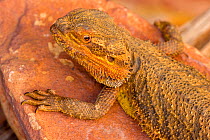 Central bearded dragon (Pogona vitticeps) warming up on a rock, Alice Springs Reptile Centre, Northern Territory, Australia. Captive.