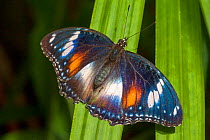 A Common eggfly butterfly (Hypolimnas bolina) at rest, Cairns Botanical Gardens, Queensland, Australia. Captive.