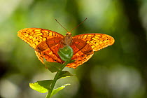 A Cruiser butterfly (Vindula arsinoe) rests on the tip of a palm frond, Cairns Botanical Gardens, Queensland, Australia. Captive.