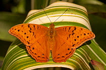 A male Cruiser butterfly (Vindula arsinoe) resting, Cairns Botanical Gardens, Queensland, Australia. Captive.