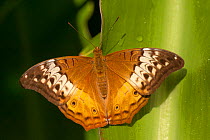 A female Cruiser butterfly (Vindula arsinoe) resting, Cairns Botanical Gardens, Queensland, Australia. Captive.
