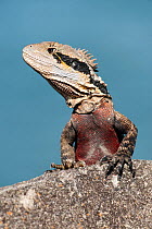 Eastern / Australian Water Dragon (Intellagama lesueurii) male basking on rocks, Ballina, Queensland, Australia.
