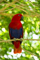 Eclectus parrot (Eclectus roratus) female perched in a tree, The Wildlife Habitat Zoo, Port Douglas, Queensland, Australia. August. Captive.