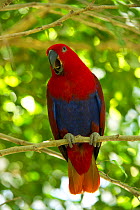 Eclectus parrot (Eclectus roratus) female calling, The Wildlife Habitat Zoo, Port Douglas, Queensland, Australia. August. Captive.