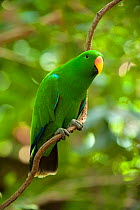 Eclectus parrot (Eclectus roratus) male perched on a tree vine, The Wildlife Habitat Zoo, Port Douglas, Queensland, Australia. August. Captive.