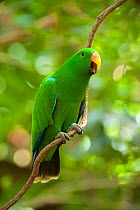 Eclectus parrot (Eclectus roratus) male perched on a tree vine, The Wildlife Habitat Zoo, Port Douglas, Queensland, Australia. August. Captive.