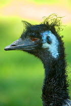 Emu (Dromaius novaehollandiae) juvenile, Cleland Wildlife Park, South Australia, March. Captive.