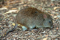Long-nosed potoroo (Potorous tridactylus) feeding on bird seed fallen from bird feeders which encourages them to come out into open woodland. Fences around the property protect them from feral predato...