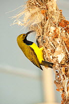 Olive-backed Sunbird (Nectarinia jugularis) male taking turns with his mate to bring nesting material to their nest, Cape Hillsborough National Park, Queensland, Australia