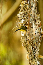 Olive-backed sunbird (Nectarinia jugularis) female in her nest with tongue visible, Cape Hillsborough National Park, Queensland, Australia, September.