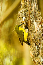 Olive-backed sunbird (Nectarinia jugularis) female returning to her nest with nesting material, Cape Hillsborough National Park, Queensland, Australia, September.