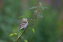 Eurasian Siskin (Carduelis spinus) perched on Stinging nettle (Urtica dioica), Ceredigion, Wales, UK. August.
