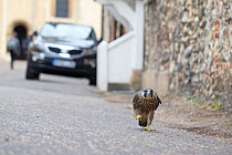 Peregrine (Falco peregrinus) walking along street, Norwich, Norfolk, England, UK. June 2018.