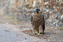 Peregrine (Falco peregrinus), Norwich, Norfolk, England, UK. June.