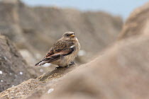 Snow bunting (Plectrophenax nivalis) perched on rock, Iceland. June.