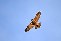 Peregrine (Falco peregrinus) flying,  Norwich, Norfolk, England, UK. June.