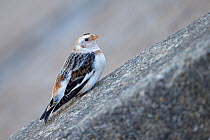 Snow bunting (Plectrophenax nivalis) perched on rock, Norfolk, England, UK. March.