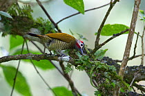 Golden-olive woodpecker (Colaptes rubiginosus) in tree. Trinidad and Tobago.