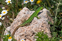 Sicilian wall lizard (Podarcis waglerianus) basking on rock, Sicily, Italy. April.