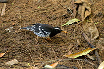 Pied ground thrush (Geokichla wardii) male, Sri Lanka.
