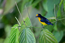 Violaceous euphonia (Euphonia violacea), male perched in tree, Trinidad and Tobago.