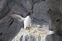 Thick-billed murre (Uria lomvia) and egg on cliff face, Iceland. June.