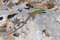 Italian wall lizard (Podarcis siculus), Sicily, Italy. April.