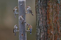Common / mealy redpoll (Carduelis flammea) and Goldfinch (Carduelis carduelis), group on feeder. Norfolk, UK. March.
