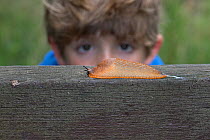 Boy observing Black slug (Arion ater), brown form. Norfolk, UK. September 2017.