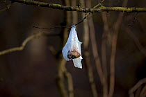 Dog poo bag hanging from tree, Norfolk, England, UK. January 2018.