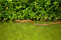 Oriental rat snake (Ptyas mucosa) in water,  Sri Lanka.