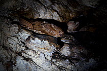 Oilbird (Steatornis caripensis) nesting in cave, Trinidad & Tobago.