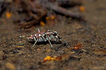 Tiger beetle (Lophyra flexuosa circumflexa), Sicily, Italy. April.