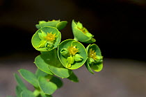 Portland spurge (Euphorbia portlandica), Dorset, UK. April.