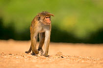 Toque macaque (Macaca sinica), Sri Lanka.