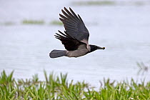 Hooded crow (Corvus cornix) in flight with snail in bill, Romania. May.