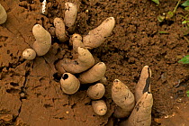 Dead man's finger fungus (Xylaria polymorpha), Sri Lanka.
