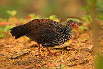 Sri Lanka Spurfowl (Galloperdix bicalcarata) male, Sri Lanka.
