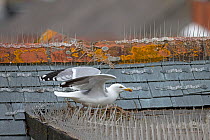 Herring gull (Larus argentatus) nesting on roof amongst bird spikes, Cornwall, England, UK. April 2018.