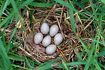 Coot (Fulica atra) nest with clutch of eggs, Norfolk, England, UK. June.