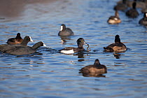 Tufted duck (Aythya fuligula) male with eel in beak, surrounded by Eurasian coots (Fulica atra) and female tufted ducks. Norfolk, England, UK. January.