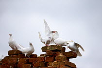 Feral pigeon (Columba livia) group perching on bricks, Suffolk, England, UK. September.