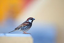 Spanish sparrow (Passer hispaniolensis). Fuerteventura, Canary Islands, Spain. February.
