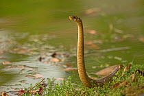 Oriental rat snake (Ptyas mucosa), ready to strike, Sri Lanka.