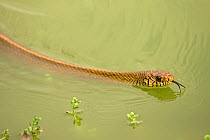 Oriental rat snake (Ptyas mucosa) swimming, Sri Lanka.