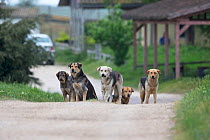 Street dogs (Canis familiaris) pack, Romania. May 2018.