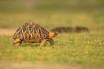 Indian star tortoise (Geochelone elegans), Sri Lanka.