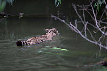 European wild cat (Felis silvestris) swimming, Romania. May.